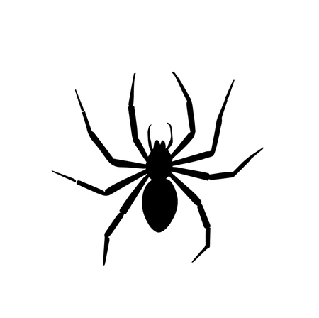 Spiders
