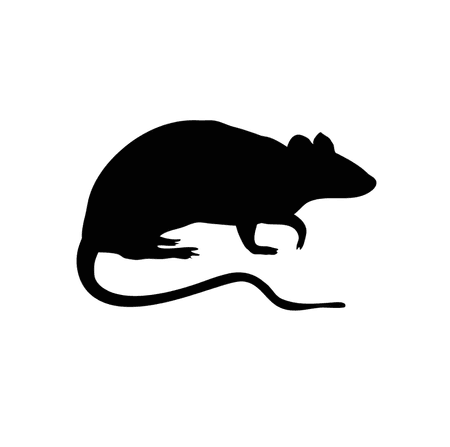 Rodents
