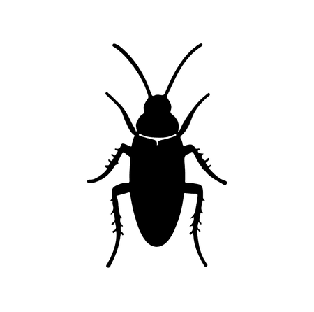 Roaches/Palmetto

