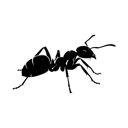 Ants
